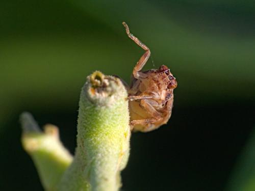 Issus coleoptratus